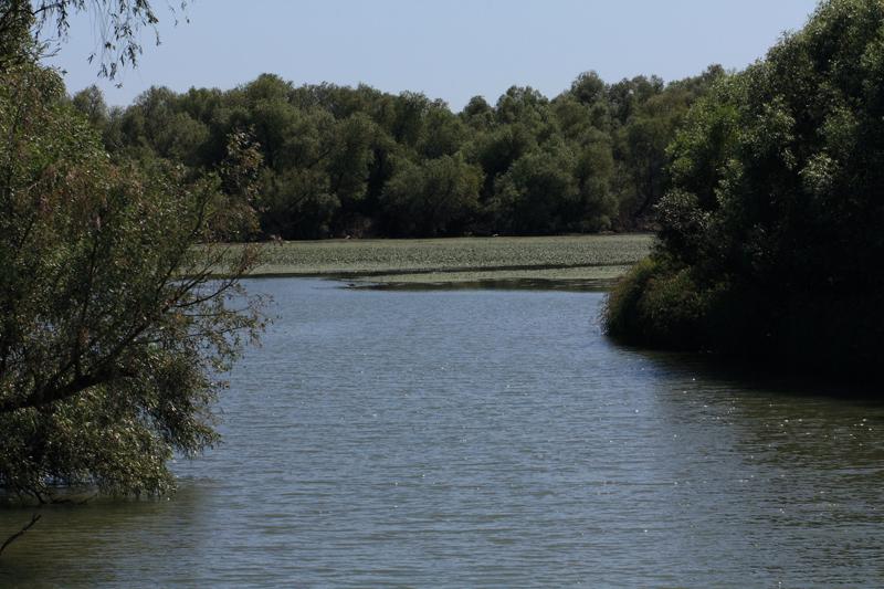 275-Delta del Danubio,7 agosto 2011.JPG